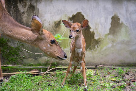 young nyala and mother in captivityの写真素材