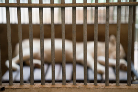 lion out of focus behind bars in a zoo cageの写真素材