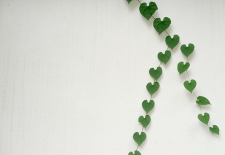 green heart shaped leaves on white wallの写真素材