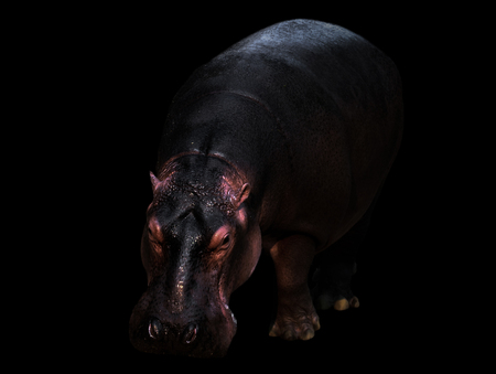 hippopotamus in the dark background with spotlightの写真素材