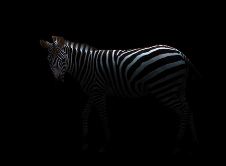 zebra standing in the darkの写真素材