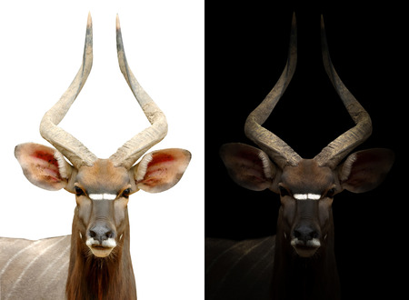 male nyala in the dark and male nyala isolatedの写真素材