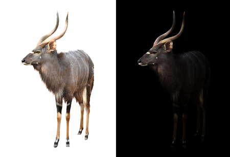 male nyala in the dark and male nyala isolatedの写真素材