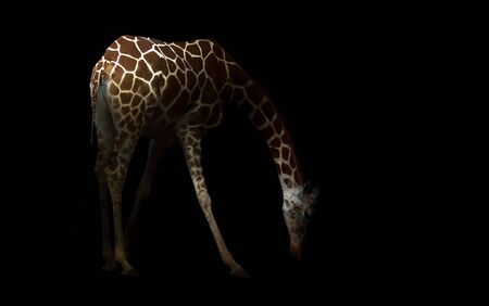 giraffe hiding in the dark with spotlightの写真素材