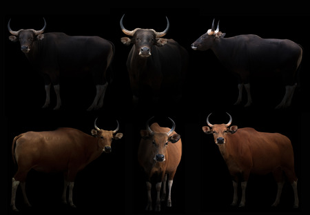 male banteng hiding in the dark with spotlightの写真素材