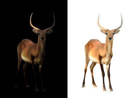 male red lechwe in the dark and male red lechwe isolatedの写真素材