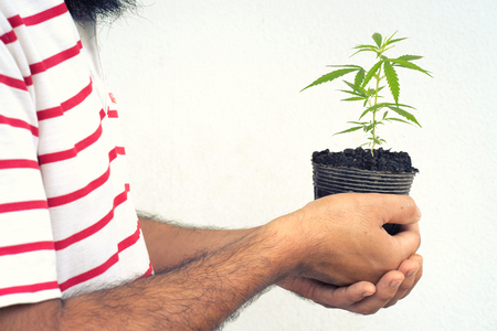 happy man with cannabis plant in a potの写真素材