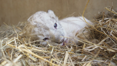 one week old baby lion in zooの写真素材