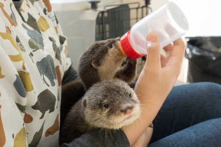 zookeeper feeding baby otter  with milk replacerの写真素材