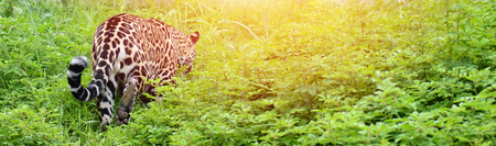 Jaguar ( Panthera onca ) walking in nature with flare lightの写真素材