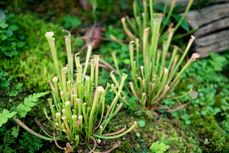 Nepenthes, tropical pitcher plants, monkey cups, carnivorous plants
