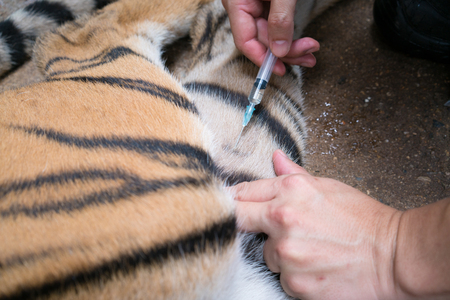 Veterinarian and zookeeper getting blood drawn from the tigerの写真素材