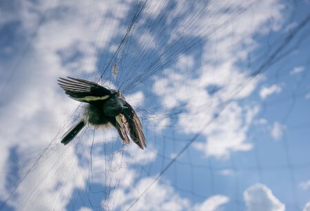 Remains of birds caught in the netの写真素材