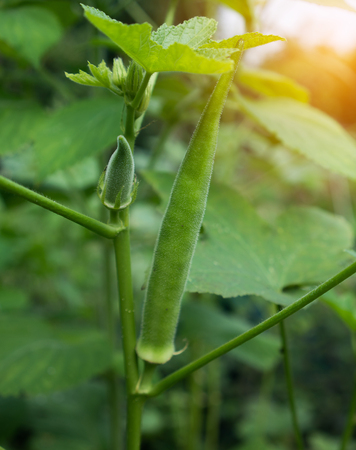 young green okra is growing on  treeの写真素材