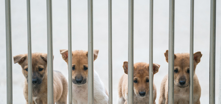 lovely small domestic thai dogの写真素材