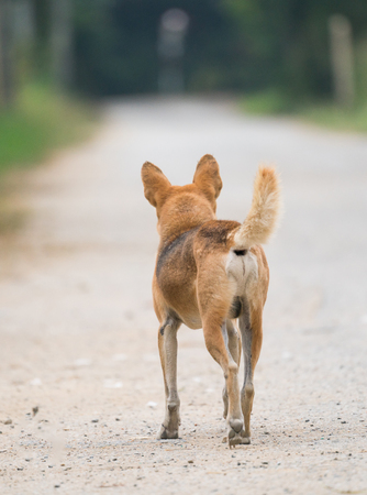 Domestic Thai dog standing at the roadの写真素材