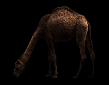 dromedary or arabian camel standing in the darkの写真素材