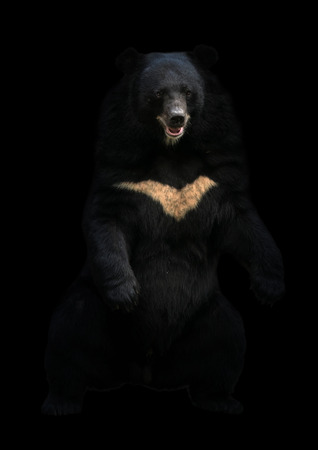 asiatic black bear or moon bear standing in the darkの写真素材
