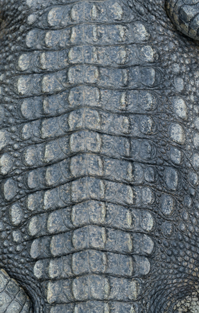 textured of real crocodile skin leather backgroundの写真素材