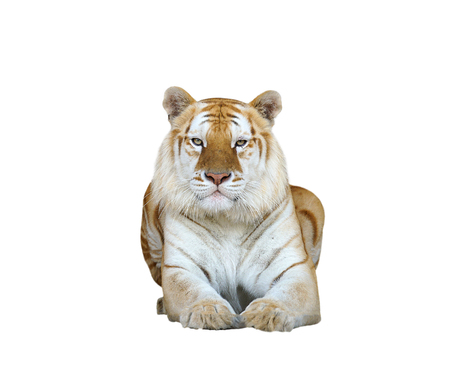golden tabby tiger or strawberry tiger isolatedの写真素材