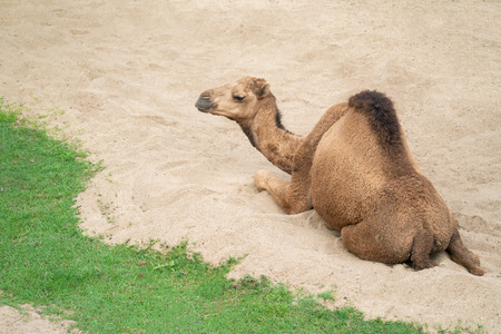 dromedary camel lying and resting on sandの写真素材