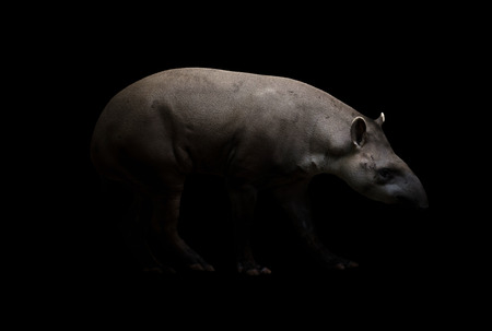 brazilian tapir walking in the darkの写真素材