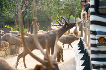 Chiang Mai, Thailand - November 24, 2018:  CHIANG MAI NIGHT SAFARI: zoo with many wildlife animals in natural habitat, One of the main attractions of northern Thailandのeditorial素材