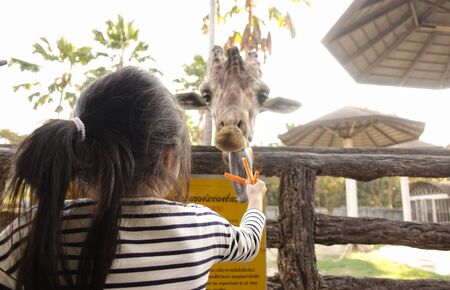 Chiang Mai, Thailand - November 24, 2018:  CHIANG MAI NIGHT SAFARI: zoo with many wildlife animals in natural habitat, One of the main attractions of northern Thailandのeditorial素材