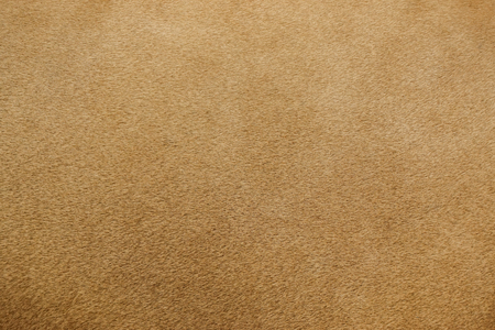 close up of real lion fur textureの写真素材