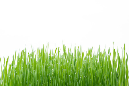 fresh green wheat grass isolated on white backgroundの写真素材