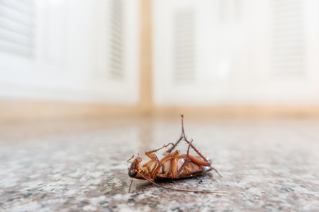Dead cockroach on floor, pest control conceptの写真素材