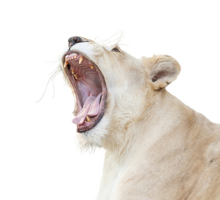 female white lion yawn isolated on white backgroundの写真素材