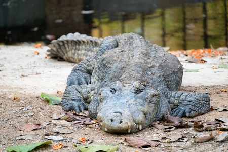 crocodile is near the waterの写真素材
