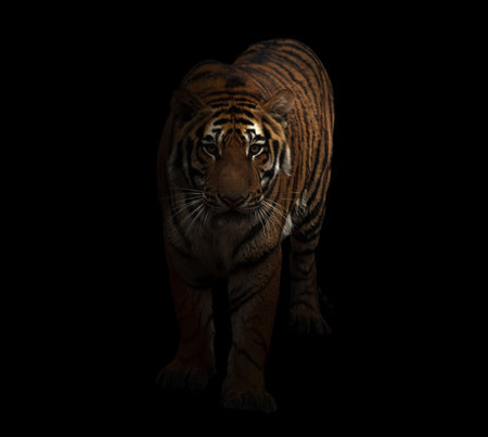 bengal tiger in the dark background