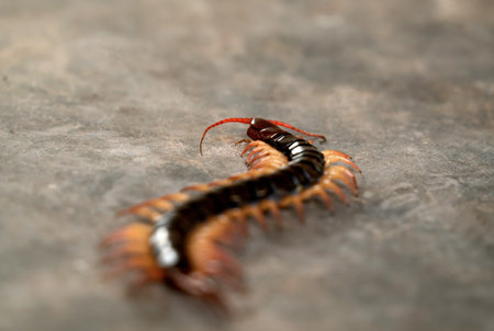 giant centipede or chilopoda on the cement floorの写真素材
