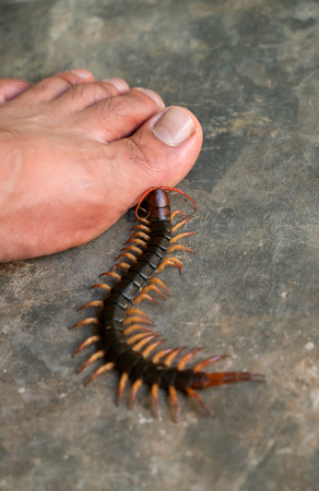 People were bitten by a centipede on feet while walking in their homeの写真素材