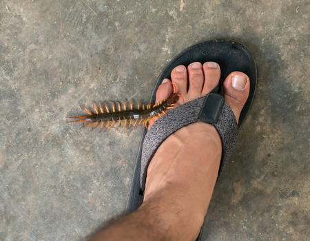People were bitten by a centipede on feet while walking in their homeの写真素材
