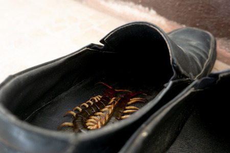 giant centipedes hiding in black ,leather shoesの写真素材