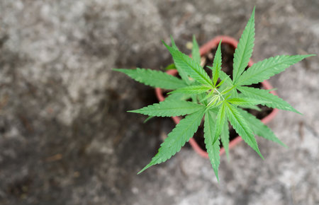 Marijuana ( Cannabis sativa indica ) in pod