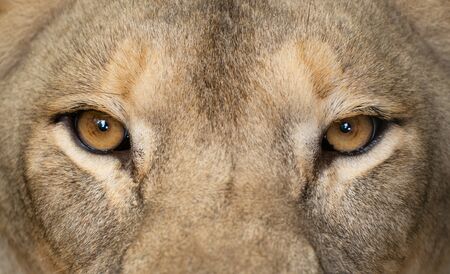 female african lion (Panthera leo) eyes close upの写真素材