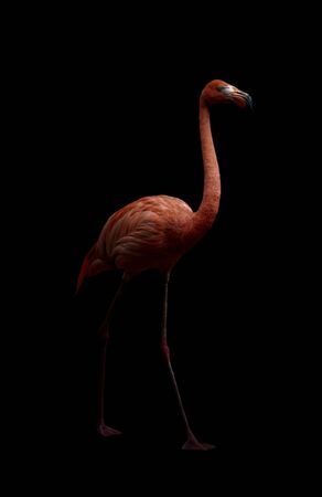 american flamingo bird (Phoenicopterus ruber) in dark backgroundの写真素材