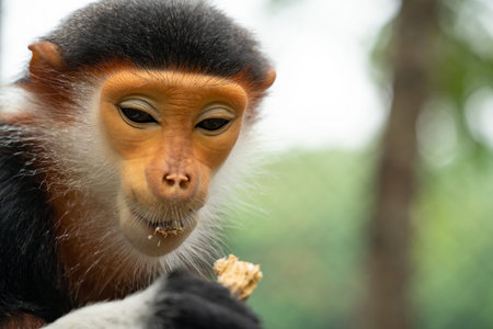 behavior of red shanked Douc Langur (Pygathrix nemaeus)