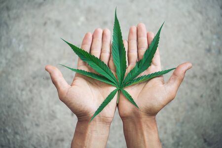 Hand holding marijuana leaf ( Cannabis sativa indica )の写真素材