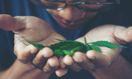 Hand holding marijuana leaf ( Cannabis sativa indica )の写真素材
