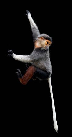 red shanked Douc Langur (Pygathrix nemaeus) isolated on black backgroundの写真素材