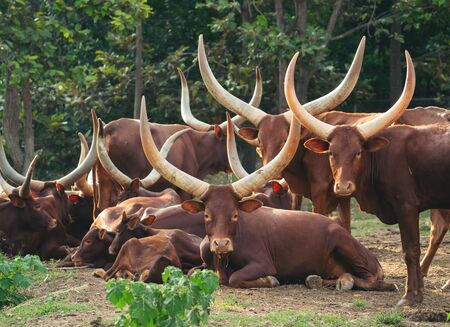 herd of ankole watusi cattle in zooの写真素材