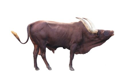 male ankole watusi isolated on white backgroundの写真素材