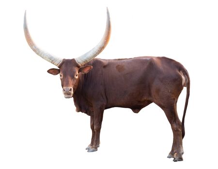 female ankole watusi isolated on white backgroundの写真素材