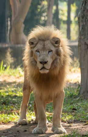 male white lion in captive environmentの写真素材