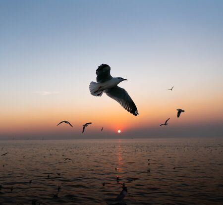 Group of  seagulls flying over the sea at sunsetの写真素材
